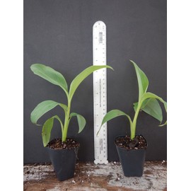 hope's garden ICE CREAM (BLUE JAVA)Live Musa Banana Tree-WELL ROOTED STARTER PLANT