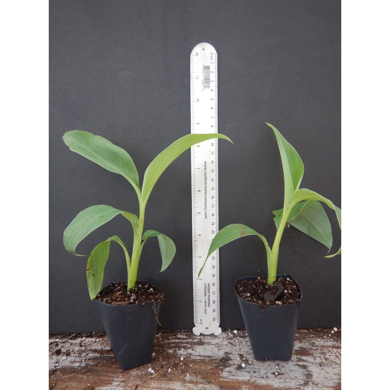 hope's garden ICE CREAM (BLUE JAVA)Live Musa Banana Tree-WELL ROOTED