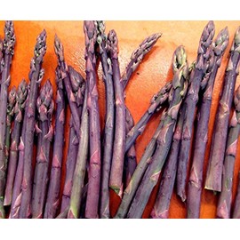 20 Asparagus Crown - Asparagus - Purple Passion 2 Year Roots