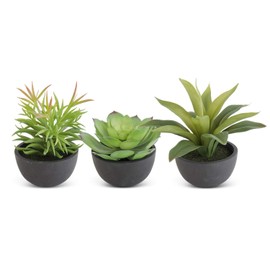 K&K Interiors 16658A 4.25 Inch Succulent in Black Pot, Green