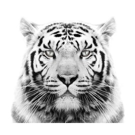White Tiger Edible Icing Image for 6 inch Round Cake
