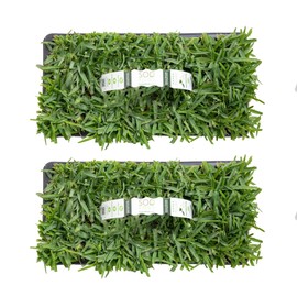 SodPods® St. Augustine Palmetto Grass Plugs for Lawn Repair, 3" x 3" Each (16-Count) – Cannot Ship to California/Arizona