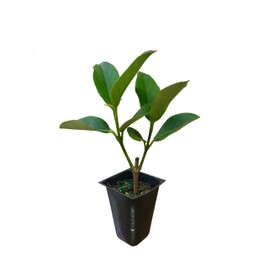 Sweet Viburnum Odoratissimum - 20 Live Plants - Evergreen Privacy Hedge