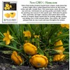 Yellow Bush Scallop Summer Squash Seeds (Pattypan, Cucurbita pepo var.