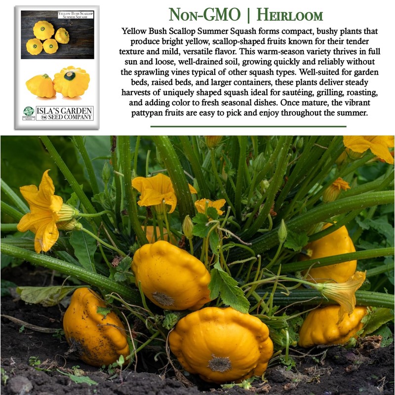 Yellow Bush Scallop Summer Squash Seeds (Pattypan, Cucurbita pepo var.