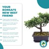 Bonsai Tree Food | Liquid Fertilizer for Bonsai Trees -