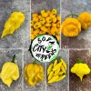 Soda City Greens MOA Scotch Bonnet Pepper Seeds 10+