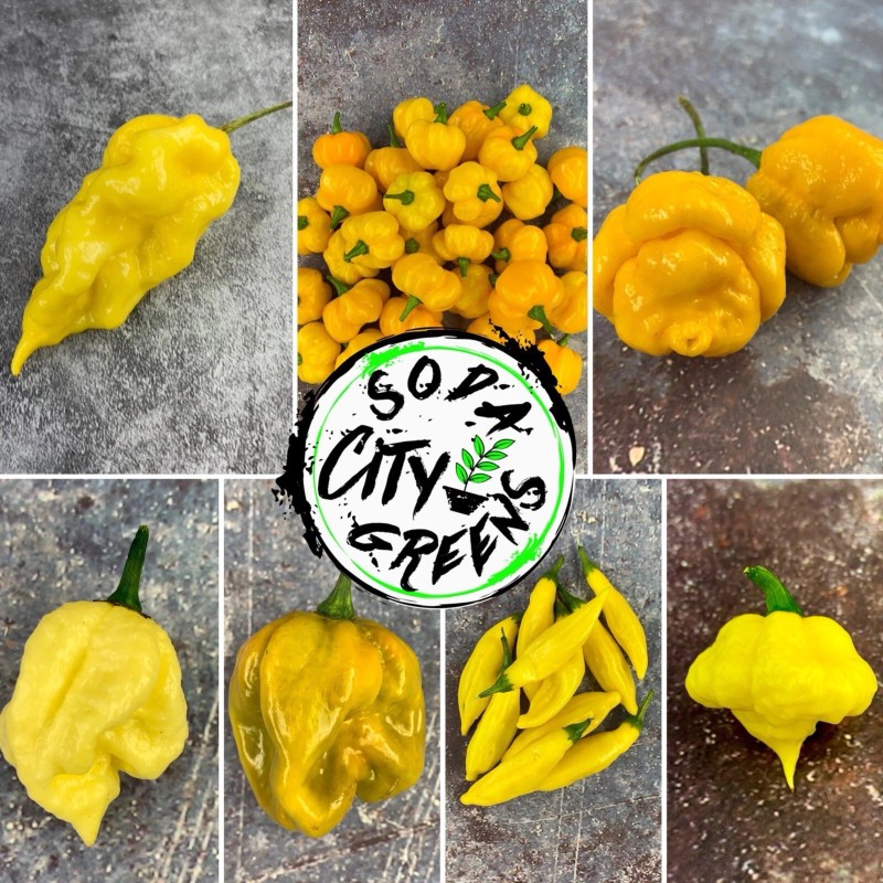 Soda City Greens MOA Scotch Bonnet Pepper Seeds 10+