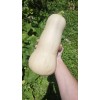 sunshine seed company Butternut Squash - Seeds - Organic -