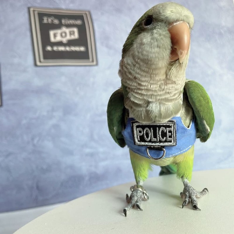 RRRIOT Bird Flight Harness Vest, Parrot Flight Suit with Leash,