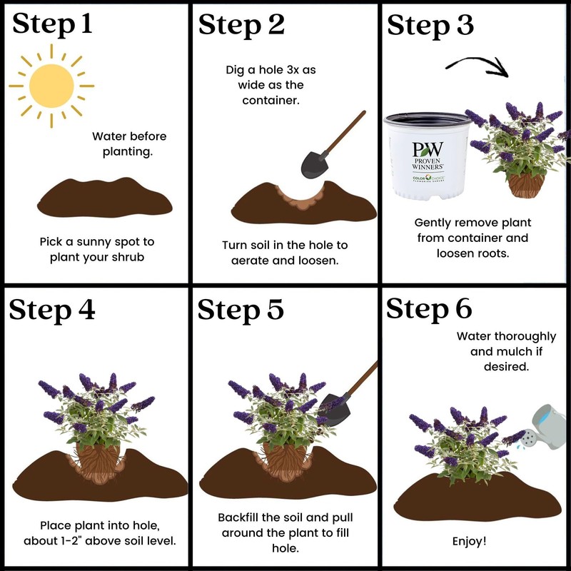 Proven Winner Pugster Buddleia, True-Blue Flowers, 2 Gal. (Pugster Blue)