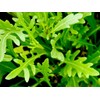 Arugula Salad Rocket Rucola 1000+ Seeds for Planting