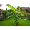 Musa Basjoo Banana Tree Cold Hardy | Japanese Banana Live