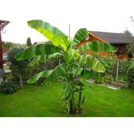 Musa Basjoo Banana Tree Cold Hardy | Japanese Banana Live Plant 10 inches Tall
