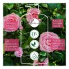 Shampoo Herbal Essences Suavidad Rosa Mosqueta 865 ml