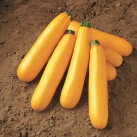 Fresh Squash Seed: Golden Zucchini Squash Seeds Fresh Seed - Vegetables & Fruits, 85% or Better, 12+ Seeds