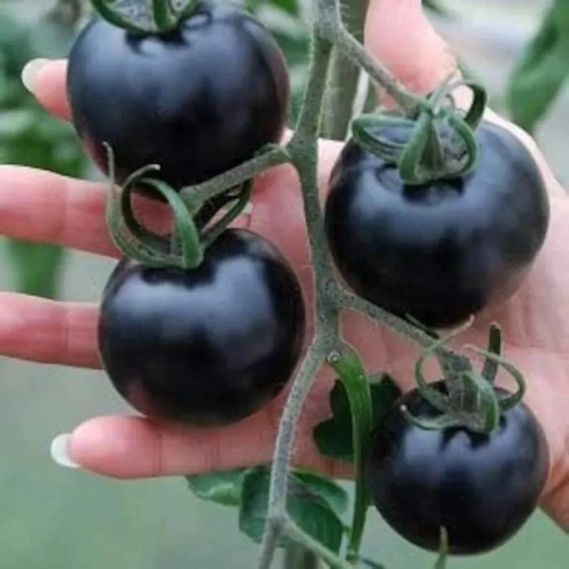ZEshops 100pcs European Black Cherry Tomato Seeds - Heirloom, Non-GMO,