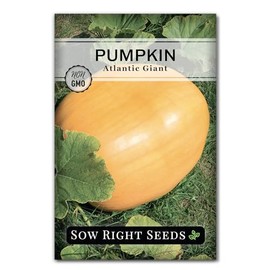 Sow Right Seeds - Atlantic Giant Pumpkin Seeds for Planting - Non-GMO Heirloom Packet with Instructions to Plant an Outdoor Home Vegetable Garden - Fast Growing and Huge - Backyard Jack O Lanterns (1)