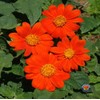 250 Mexican Sunflower Tithonia Rotundifolia Flower Seeds