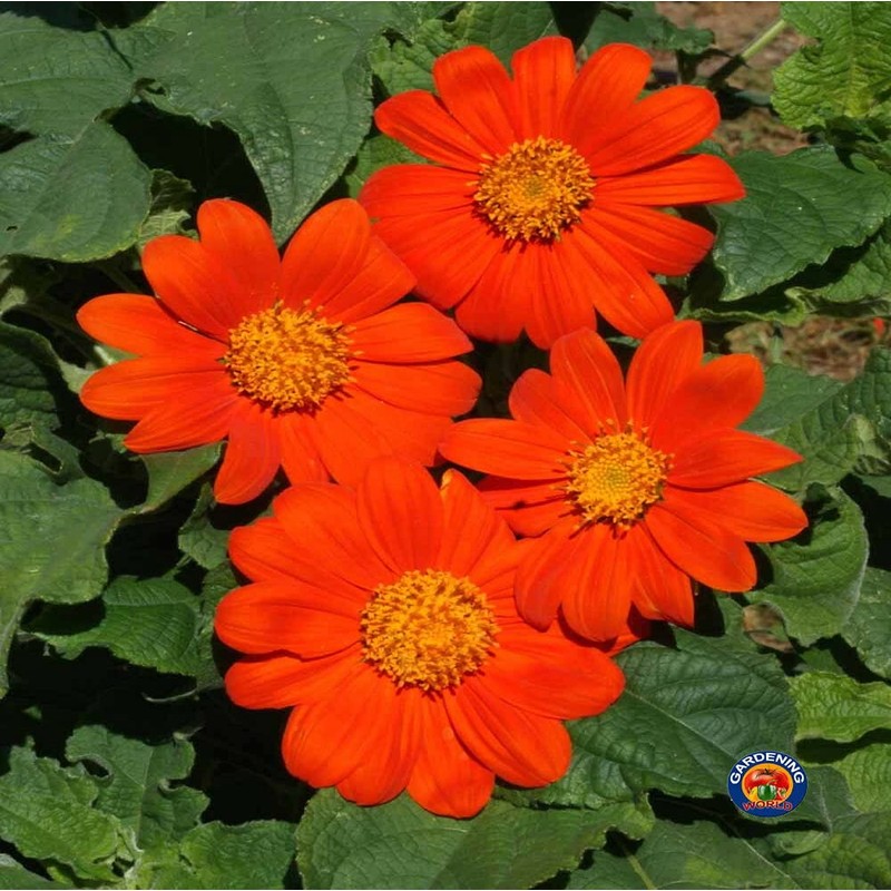 250 Mexican Sunflower Tithonia Rotundifolia Flower Seeds