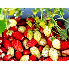 Alpine Wild Strawberry Red and Yellow Mix Fragaria Virginiana 100+ Seeds