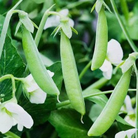 Southeast Seeds Sugar Ann Snap Pea Seeds, Early and Compact, Heirloom, NON-GMO, FREE SHIPPING - 280 Seeds or 2 OZ