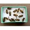 Bees Freshly Dead 30 REAL Honeybees DRIED SPECIMEN INSECT TAXIDERMY