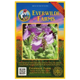 Everwilde Farms - 1000 Evening Scented Stock Wildflower Seeds - Gold Vault Jumbo Seed Packet