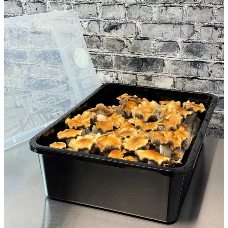 Myco Labs Premium 5-Grain Mushroom Quick Colonizing 32oz 5-Grain Spawn