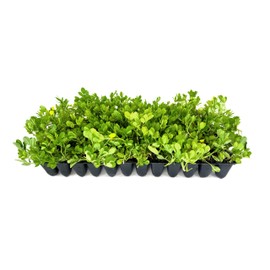 Ornamental Peanut Grass - Arachis Glabrata - 10 Live Plants - 2" Pot Size - Fully Rooted Drought Tolerant Ground Cover