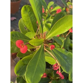 Lensgardenusa Crown of Thorns Euphorbia Milii Cactus Succulent Plants Red Flowers