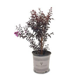 American Plant Exchange Black Diamond Purely Purple Crape Myrtle Tree Live, 3-Gallon Pot, 1-2ft Tall, Vibrant Purple Flowers, Drought-Tolerant, Large Outdoor Landscape Accent, Year-Round Beauty