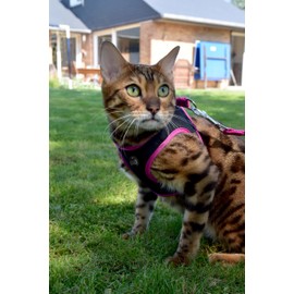 Bobby Safe Cat Harness with Lead, Harness for Extra Small Cats, Puppy Cat Harness Set, Adjustable, Reflective, Red, for Cats 3-6 kg