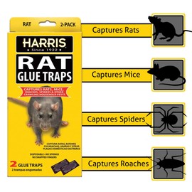 Harris Rat Glue Traps, Fully Disposable (2-Pack)