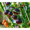Seeds Blue Tomato 20+ Seeds to Grow Heirloom Dark-Blue Tomato
