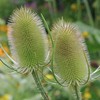 Outsidepride Teasel - 2000 Seeds