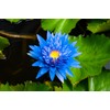 Sz Essentials Blue Lotus Essential Oil - Divine Scent! -