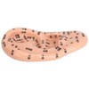 Ear Sticker Acupuncture Kit 600pcs Ear Massage Sticker Acupuncture Model