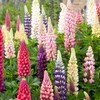 22Day Seeds: Seeds Lupin Giant Mix/Perennial Flowers
