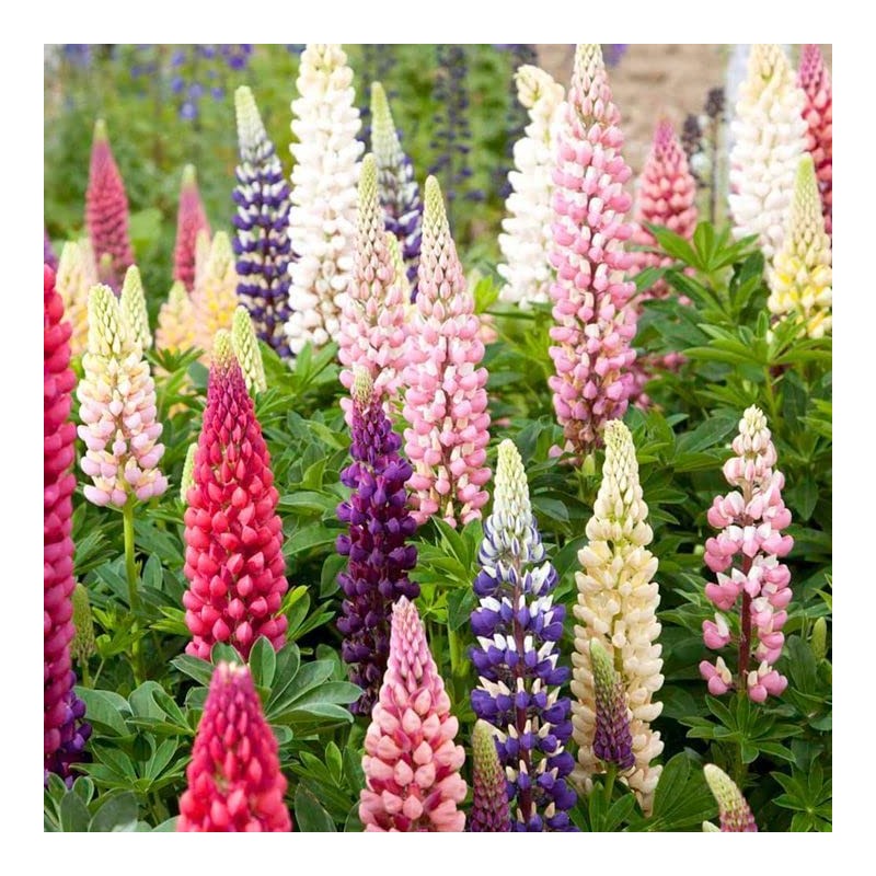 22Day Seeds: Seeds Lupin Giant Mix/Perennial Flowers