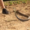 2 Set Snake Prank with String Clip Lifelike Adult Clip