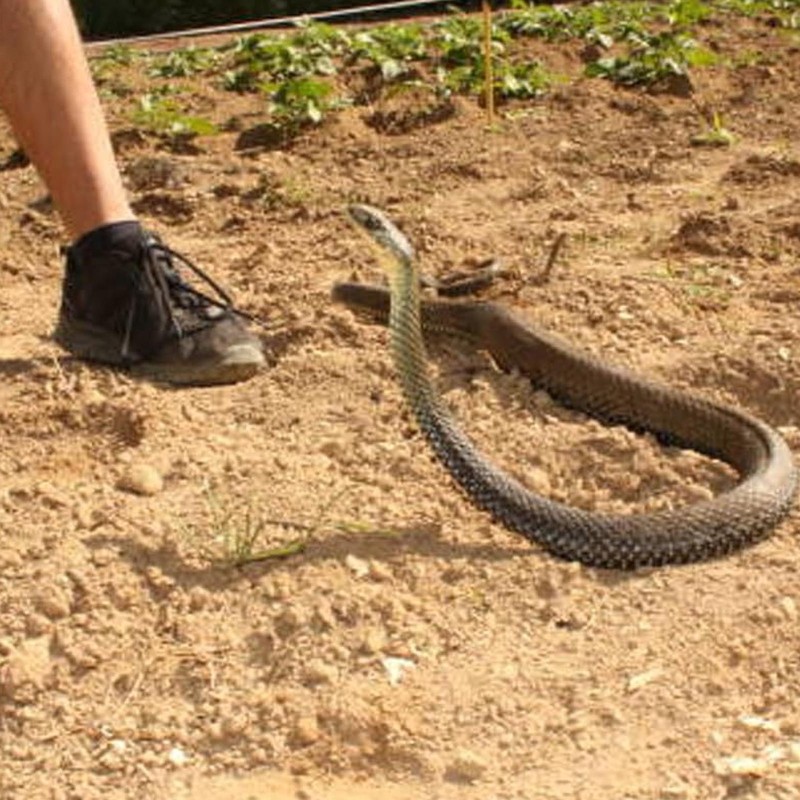 2 Set Snake Prank with String Clip Lifelike Adult Clip