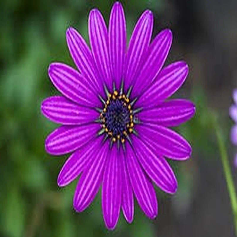 Calndula 50 Cpsulas - Pura Esencia Natural