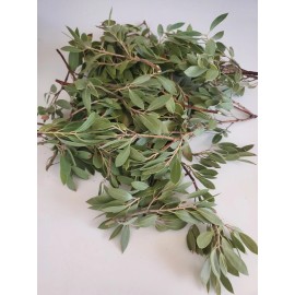 Unbranded Manzanita Tincture - herbal infusion - extract - 1 oz - wildcrafted