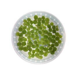 Water Spangles - Salvinia Minima Floating Live Aquarium Plants (200+ Leaves)