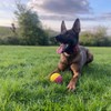 SPORTSPET XL Tough Bounce Natural Rubber Dog Balls - Highly
