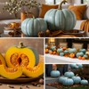Exotic Blue Pumpkin Seeds | 20 Seeds Packet | Blue