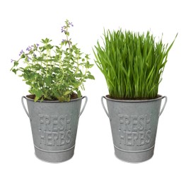 Garden State Bulb Herb Garden Kit with Aged Zinc Metal Planter, 2PK (Cat Grass & Cat Nip)