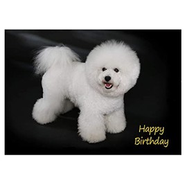 Bichon Frise Dog Birthday Card