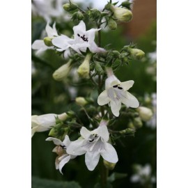 COOL BEANS N SPROUTS Foxglove Beardtongue Flower Seeds,  Seeds to plant in your home garden. - 500 seeds